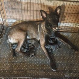 Liam Larson - Mahogany male Belgian Malinois puppy in Elizabethton, Tennessee from Forever Family K9