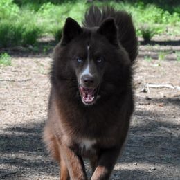 Sylvi - Siberian Husky