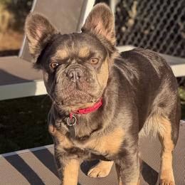 Midori of Puppy Love AZ - French Bulldog