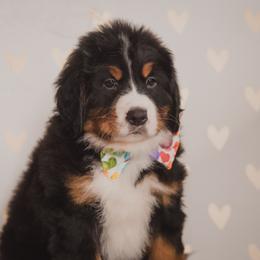 Bernese Mountain Dog and Golden Retriever Puppies from J & J Meadows