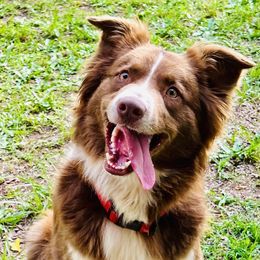 Ranger - Australian Shepherd