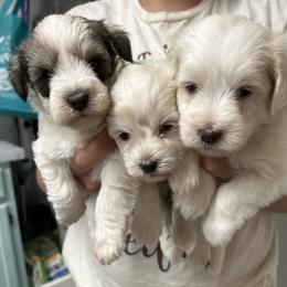 Miniature Schnauzer puppies from Sugar Kookie Schnauzers