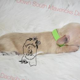 Green cream boy - Cream male Dachshund puppy in Seminary, Mississippi from Down South Mavericks Dachshunds