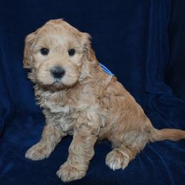 Walter - Apricot male Goldendoodle puppy in Jasper, Indiana from Hilltop Pups LLC