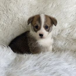Max - Red male Pembroke Welsh Corgi puppy in Morton, Mississippi from Southern Magnolia Corgis