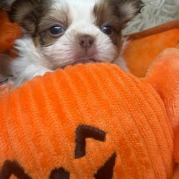 Garnet - Red and white male Shih Tzu puppy in Coolidge, Arizona from Shih Tzu’s  ‘N’ Love