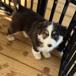 Josie - Black tri female Miniature Australian Shepherd puppy in London, Kentucky from Jayna Crisp