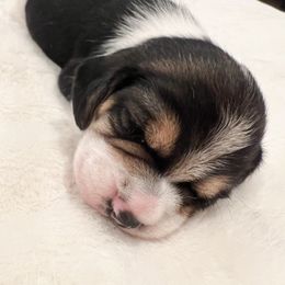 Theo - Black tan and white male Beagle puppy in Brownsboro, Texas from Willow Bark Beagles