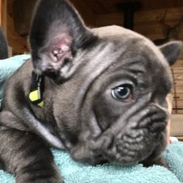 French Bulldog Puppies from Crooked C Ranch