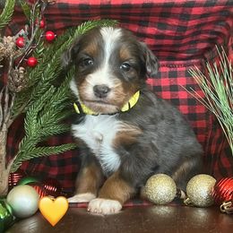 Blitzen - Blue merle female Bernedoodle puppy in Temecula, California from Country Hills Doodles