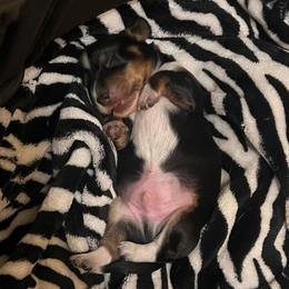 Lucky - Piebald male Dachshund puppy in Norman, Oklahoma from Mother of Dachshunds