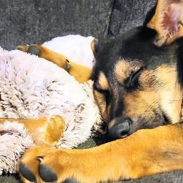 German Shepherds from Destiny's German Shepherds