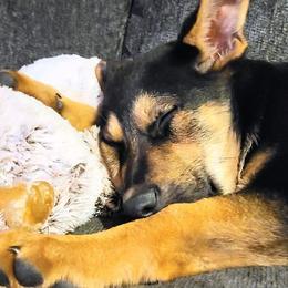 German Shepherds from Destiny's German Shepherds