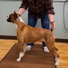 Voodoo - Boxer