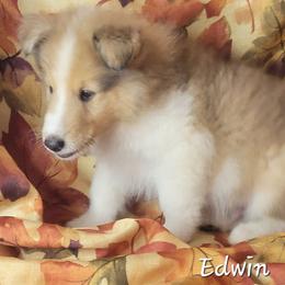 Edwin - Sable and white male Collie puppy in Mattoon, Illinois from Gold Leaf Collies