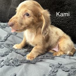 Kami - Dapple female Dachshund puppy in Cabool, Missouri from Dachshund's of Country Magic Farms in Missouri