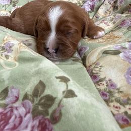 Parker - Ruby male Cavalier King Charles Spaniel puppy in Algona, Iowa from Pine Haven Cavaliers