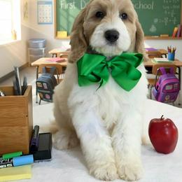 Bambi's Green Boy - Parti male Goldendoodle puppy in Kountze, Texas from Texas Doodles LLC