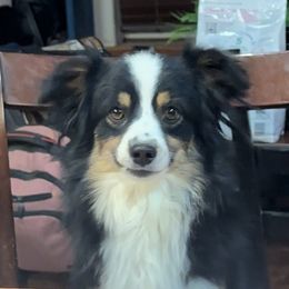 Murphy - Australian Shepherd
