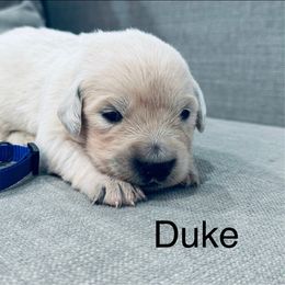 Dulci boy 3 - Light golden male Golden Retriever puppy in Niles, Michigan from Composer Goldens