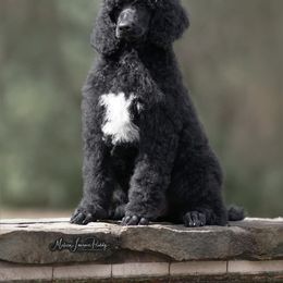 Poodle Puppies from Antigua Standard Poodles