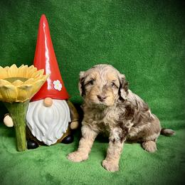 Bernedoodle Puppies from Colorful-K9'S