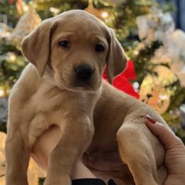 Labrador Retriever Puppies from Sun Ridge Labradors