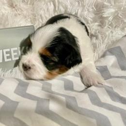 Yorkshire Terriers from Charlie's Angels Yorkies