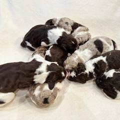 Newfypoo Puppies from Two Sisters Ranch, LLC