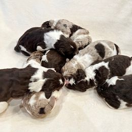 Newfypoo Puppies from Two Sisters Ranch, LLC