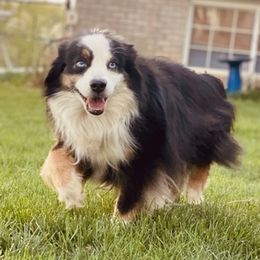 Miniature Australian Shepherds from Weatherdogkennels