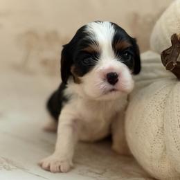 Wally - Tri-color male Cavalier King Charles Spaniel puppy in Broxton, Georgia from Cavalier & Co.