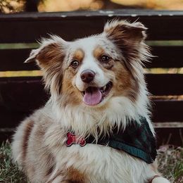 Heidi - Miniature Australian Shepherd