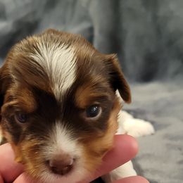 Biewer Terrier Puppies from Dignity Farms