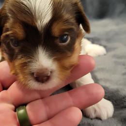 Biewer Terrier Puppies from Dignity Farms