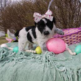 Stella - Black and white female Aussiedoodle puppy in Hopkins, Missouri from Mowry Creek Mini Aussiedoodles and More