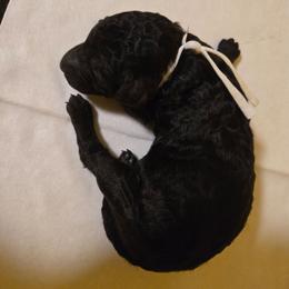Girl 1 - Black female Poodle puppy in Nottingham, Maryland from A & A Pinedale Standard Poodles