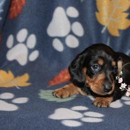 Sweetie - Black and tan female Dachshund puppy in Pope, Mississippi from Anna’s Mini Doxies