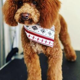 Poodles from iDIGGit Promising Poodles