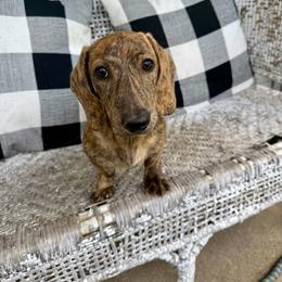 Duke - Brindle male Dachshund puppy in Paw Paw, Michigan from Mulberry Meadow Farms