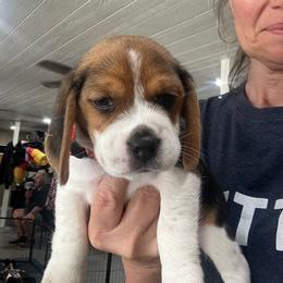 Boy 1 - Black white and tan male Beagle puppy in Harrison, Arkansas from Leslie Beagles of Leslie Farm