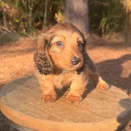 Winnie - Red female Dachshund puppy in Bald Knob, Arkansas from Victoria’s Dachshunds