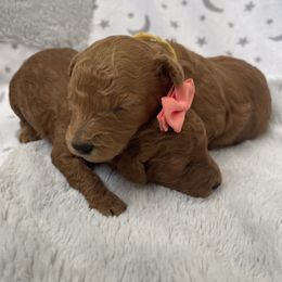 Yellow boy - Poodle puppy in Shelbyville, Tennessee from Rains Poodles Of Middle TN