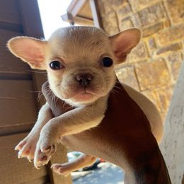 Bird - White male French Bulldog puppy in Norman, Oklahoma from Barters Kennel