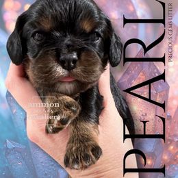Pearl - Black and tan female Cavalier King Charles Spaniel puppy in Ammon, Idaho from Ammon Acres Cavaliers
