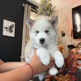 Ocean - Sable and white male Siberian Husky puppy in Lodi, California from Wolves with Amor