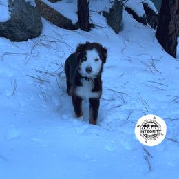 Australian Shepherd and Miniature Australian Shepherd Puppies from Integrity Aussies Tx