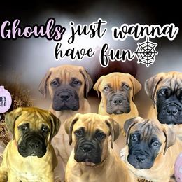 Bullmastiff Puppies from Ambrosia Mastiffs
