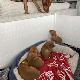 Vizsla Puppies from Valor Vizsla's