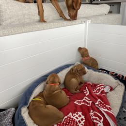 Vizsla Puppies from Valor Vizsla's